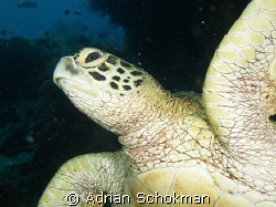 I'm watching u ..... Olympus E-330 taken at Sipadan Island by Adrian Schokman 